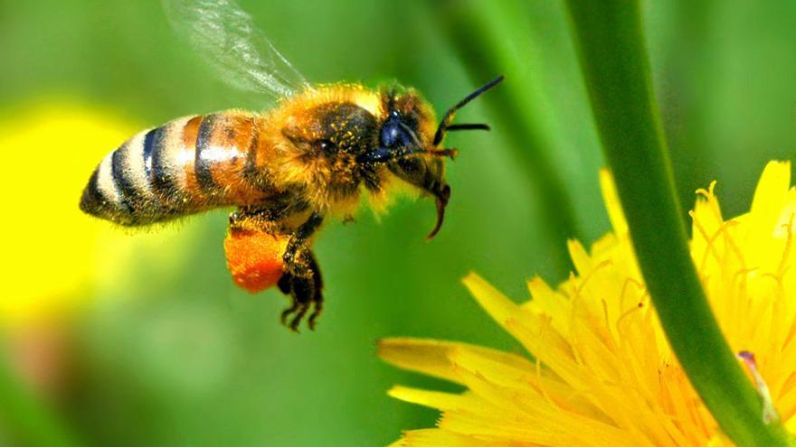 ¿Cuáles son los principales animales polinizadores y por qué son importantes?