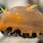Estas son las extrañas criaturas descubiertas en el fondo de la Antártida por los científicos