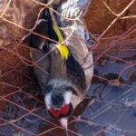 La caza, captura y comercio ilegal de aves en España se reduce en un 50%-74% desde 2020