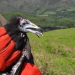 Cuatro aves rapaces del hospital de animales de Sobrescobio reciben el «alta»: estos son los concejos en los que han sido liberadas