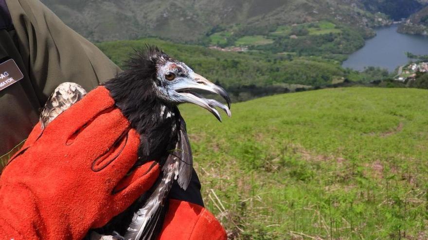 Cuatro aves rapaces del hospital de animales de Sobrescobio reciben el «alta»: estos son los concejos en los que han sido liberadas