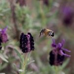 Las guerras, los microplásticos y la luz también amenazan a las abejas