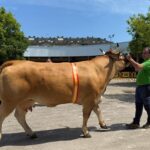 La entrega de premios del XI Certamen de Asturiana de los Valles de Grado, en imágenes