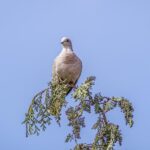 Alertan de que reabrir la caza de más de 100.000 tórtolas en España «pone en peligro» a la especie