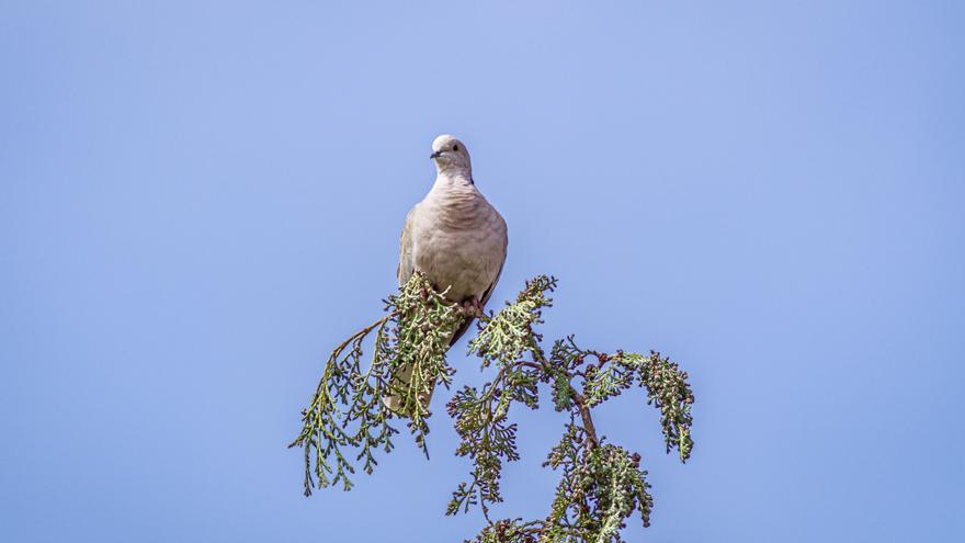 Alertan de que reabrir la caza de más de 100.000 tórtolas en España «pone en peligro» a la especie