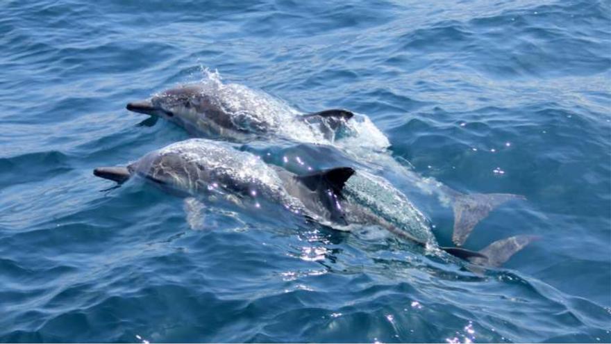 Los delfines se ponen nombres «en clave»