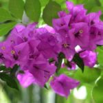 Así es la vistosa bugambilia: curiosidades, cuidados y beneficios