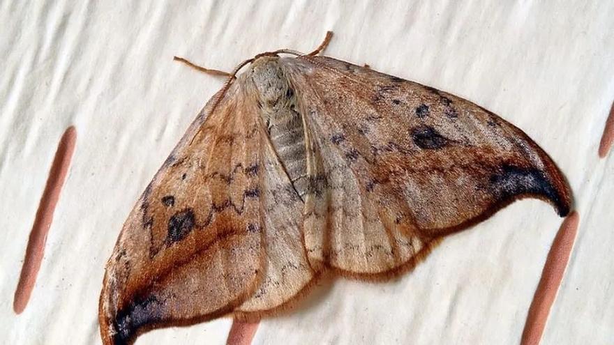 Explosión de polillas en los hogares españoles tras la súbita llegada del calor: «Las hay tan grandes como un pájaro pero no son peligrosas»