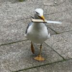 La gaviota más peligrosa de Vigo: roba un cuchillo y se pasea con él por una terraza de la ciudad