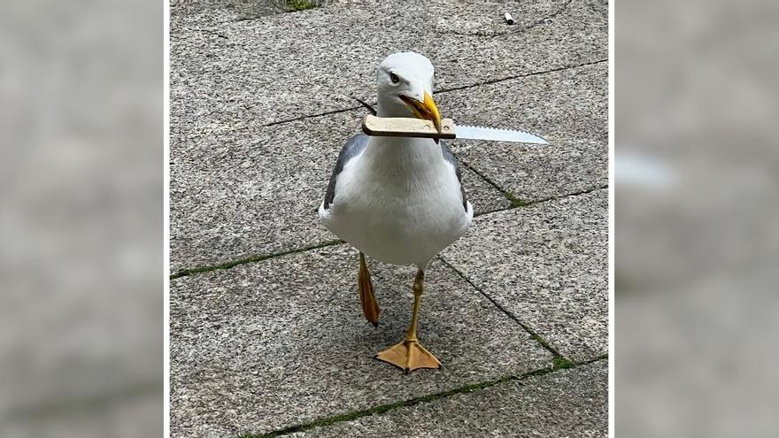 La gaviota más peligrosa de Vigo: roba un cuchillo y se pasea con él por una terraza de la ciudad