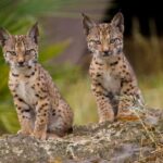 El lince ibérico supera los 2.400 ejemplares, su máximo histórico desde que hay registros