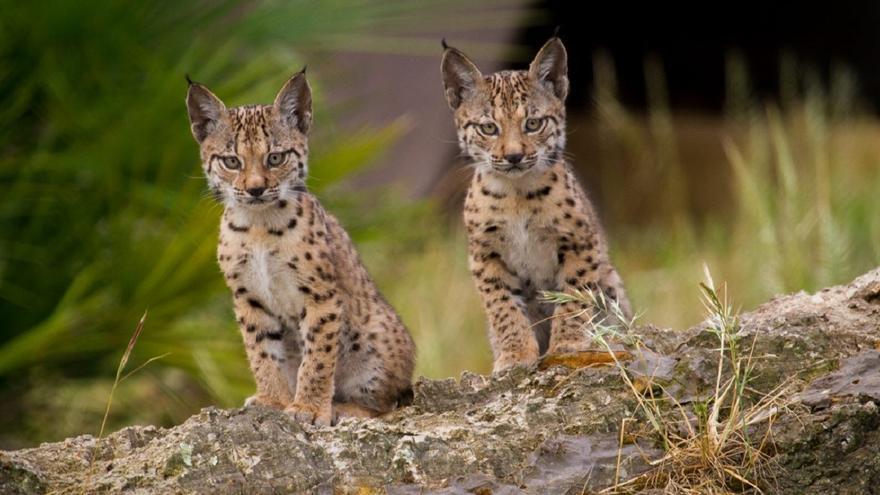 El lince ibérico supera los 2.400 ejemplares, su máximo histórico desde que hay registros
