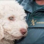 K-9, los guardias civiles que «huelen» la sangre: así encontraron los cadáveres escondidos en el pozo de una nave de Murcia