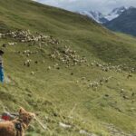 Las licenciadas universitarias que ahora son pastoras nómadas en Los Alpes: “Entiendes que no eres el centro de nada»