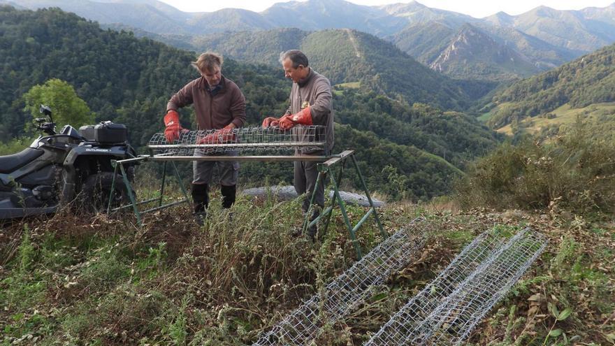 Pajares busca alejar al oso de los pueblos con mil frutales «gourmet»