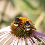 Las plantas producen más néctar cuando «escuchan» el zumbido de las abejas