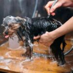 Una peluquera canina alerta sobre una práctica común en estos negocios: «Es una vergüenza»