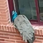 VÍDEO: Un pavo real se cuela en un patio de un edificio del barrio de Ciudad Naranco de Oviedo