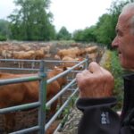 Todo preparado para la la «Feriona» de ganado Corao