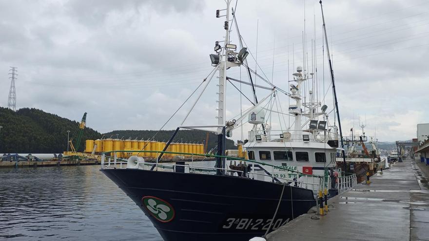 Todo listo en la rula de Avilés para la subasta del «campanu del mar», el más madrugador en años