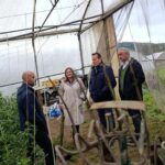 El tomate ecológico de Llanera, estrella de la huerta: «Lo dejamos madurar un poco más en planta para que esté más rico»
