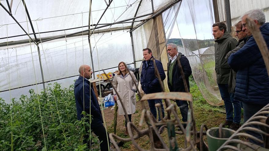 El tomate ecológico de Llanera, estrella de la huerta: «Lo dejamos madurar un poco más en planta para que esté más rico»