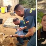 Aviso de la Guardia Civil a toda España por lo que está pasando con los perros: «Ten cuidado si paseas»
