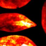 Una tenue luz es emitida por todos los seres vivos y cesa con la muerte