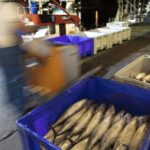 La costera del bonito del norte ya alcanza ritmo de crucero y la Rula de Avilés comienza a recibir miles de kilos