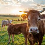 Debate con los candidatos a las elecciones agrarias en Asturias