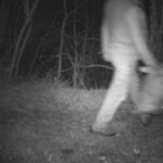 Investigan qué pasó en la zona de Somiedo arrasada (una vez más) por las llamas: en 2017 grabaron a un incendiario… pero quedó libre