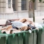 Hedor y suciedad en pleno centro de Avilés: los «ataques» de las gaviotas a contenedores y bolsas de basura desesperan a los vecinos de Palacio Valdés