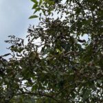 Eliminado el nido de avispa asiática que generó alarma en Bueño