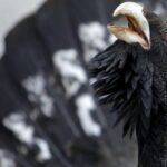 El fuego empeora la ya difícil situación del urogallo, avisan los expertos