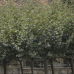 «Las pocas habitaciones libres vuelan»: Avilés inaugura un agosto repleto, entre peregrinos y una oleada de turistas nacionales