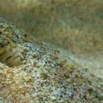 Medusas, peces araña, erizos de mar… Cómo actuar ante una picadura este verano