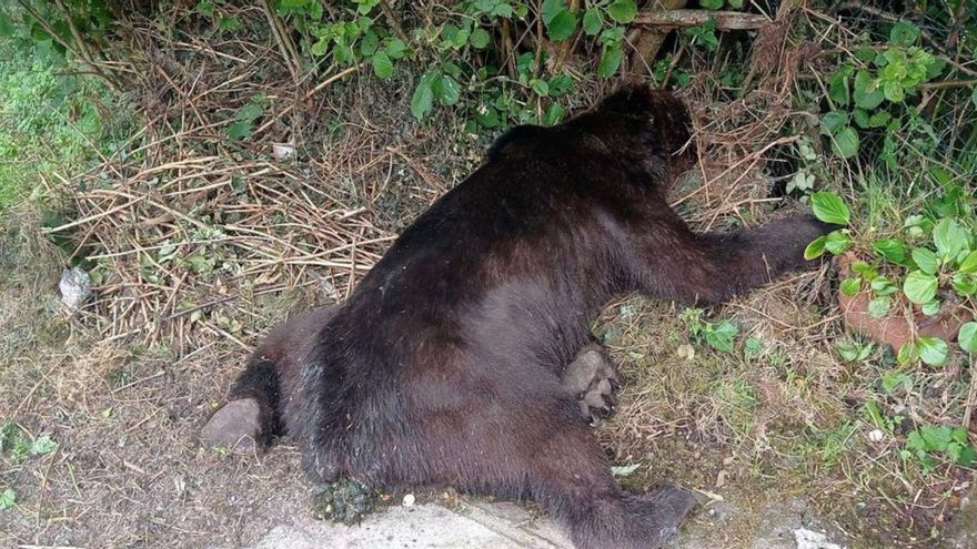 La aparición de otros dos osos muertos en Asturias enciende todas las alarmas: uno de ellos se cree que por furtivismo