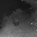 El oso afianza su expansión en las Cuencas con hembras reproductoras a ambos lados de la autopista del Huerna