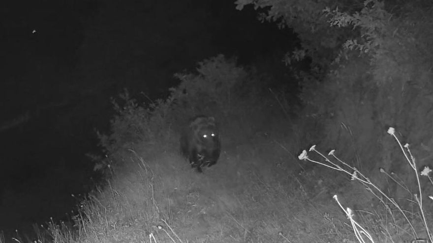El oso afianza su expansión en las Cuencas con hembras reproductoras a ambos lados de la autopista del Huerna