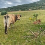Multas, politización y fronteras invisibles: el puerto ganadero que enfrenta a Asturias y León en una centenaria «guerra» de pastos