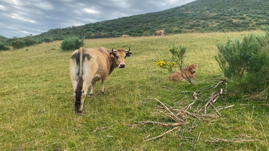 Multas, politización y fronteras invisibles: el puerto ganadero que enfrenta a Asturias y León en una centenaria «guerra» de pastos