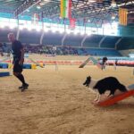 El centro ecuestre El Asturcón reabre a finales de mes para un gran evento deportivo