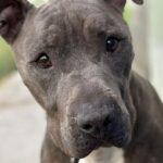 «Parece que un ruido desconcertó al perro y se sintió atacado», aseguran los expertos sobre el ataque de un pitbull a una madre y su hija en Langreo