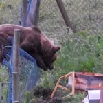 La idea del FAPAS que mantendría libre de ataques de osos colmenares como el del presidente del PP asturiano, ubicado en Cangas del Narcea