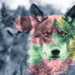 El laberinto del lobo en Asturias: recorrido guiado por la maraña de batallas en torno a una especie problemática