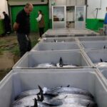 La mejor costera de bonito de la última década, aunque todavía queda cuota disponible, da sus últimos coletazos
