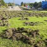 Ya hay tantos jabalíes en Asturias como habitantes tiene Siero: los expertos alertan de que la especie se multiplicó por diez en 20 años y que la «única alternativa» es la caza con arco