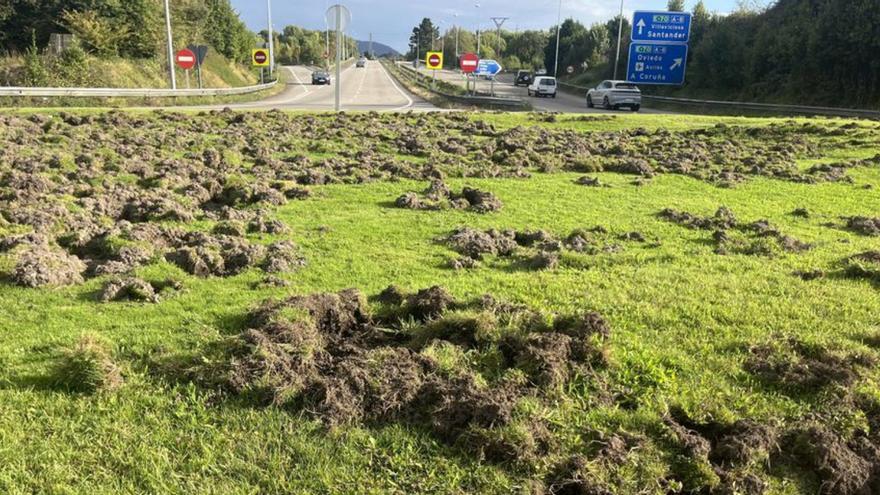Ya hay tantos jabalíes en Asturias como habitantes tiene Siero: los expertos alertan de que la especie se multiplicó por diez en 20 años y que la «única alternativa» es la caza con arco