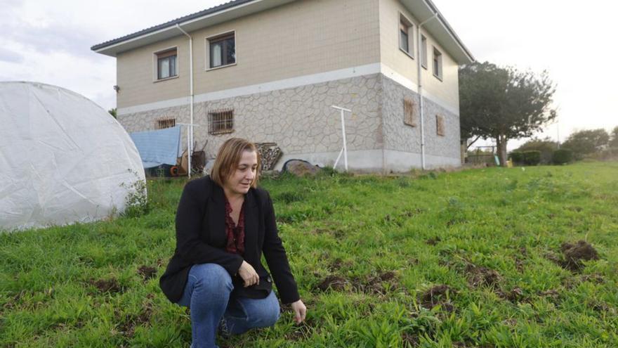 Estas son las zonas de Gijón donde más acechan los jabalíes: «Campan a sus anchas»