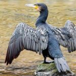 El cormorán, un ave habitual de ríos y embalses que busca refugio en Asturias